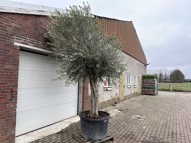 Olijfboom gladde stam - olea europaea - ca. 50 jaar oud - hoogte ca. 280 cm - afbeelding 4 van  5