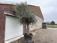 Olijfboom gladde stam - olea europaea - ca. 50 jaar oud - hoogte ca. 280 cm - afbeelding 4 van  5