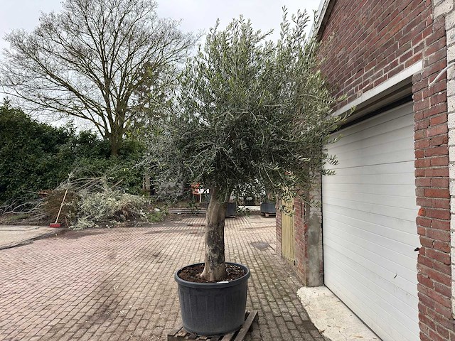 Olijfboom gladde stam - olea europaea - ca. 60 jaar oud - hoogte ca. 280 cm - afbeelding 3 van  7