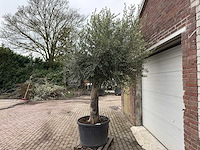 Olijfboom gladde stam - olea europaea - ca. 60 jaar oud - hoogte ca. 280 cm - afbeelding 3 van  7