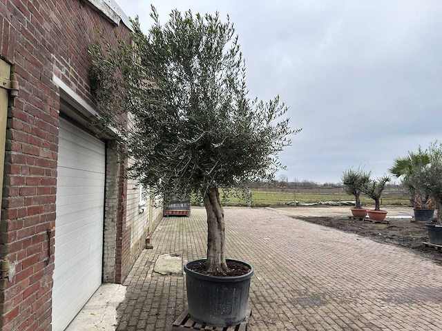 Olijfboom gladde stam - olea europaea - ca. 60 jaar oud - hoogte ca. 280 cm - afbeelding 5 van  7