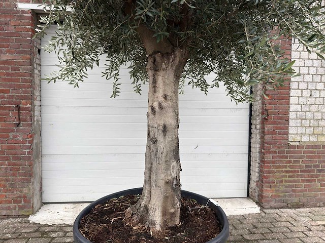 Olijfboom gladde stam - olea europaea - ca. 60 jaar oud - hoogte ca. 280 cm - afbeelding 6 van  7