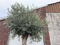 Olijfboom gladde stam - olea europaea - ca. 60 jaar oud - hoogte ca. 280 cm - afbeelding 7 van  7
