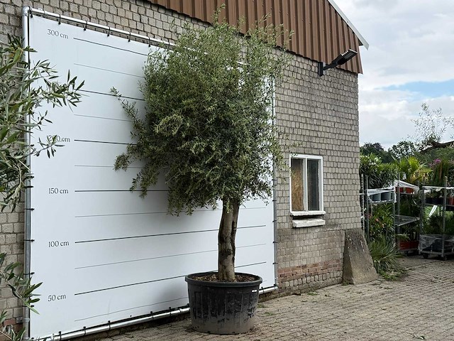 Olijfboom gladde stam - olea europaea - ca. 60 jaar oud - hoogte ca. 280 cm - afbeelding 1 van  2