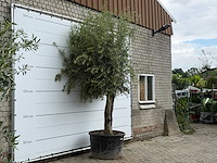 Olijfboom gladde stam - olea europaea - ca. 60 jaar oud - hoogte ca. 280 cm - afbeelding 1 van  2