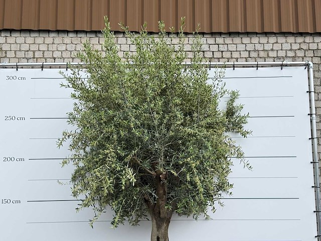 Olijfboom gladde stam - olea europaea - ca. 60 jaar oud - hoogte ca. 280 cm - afbeelding 2 van  2