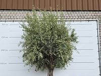Olijfboom gladde stam - olea europaea - ca. 60 jaar oud - hoogte ca. 280 cm - afbeelding 2 van  2