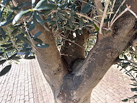 Olijfboom gladde stam - olea europaea - ca. 60 jaar oud - hoogte ca. 290 cm - afbeelding 2 van  10