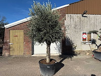 Olijfboom gladde stam - olea europaea - ca. 60 jaar oud - hoogte ca. 290 cm - afbeelding 1 van  10