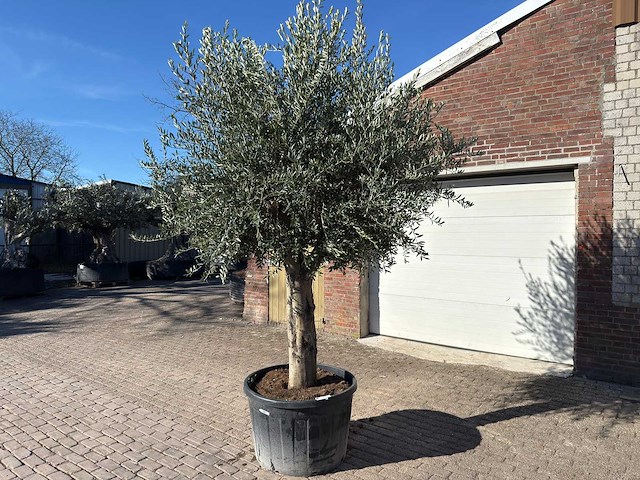Olijfboom gladde stam - olea europaea - ca. 60 jaar oud - hoogte ca. 290 cm - afbeelding 3 van  10