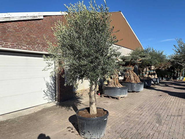 Olijfboom gladde stam - olea europaea - ca. 60 jaar oud - hoogte ca. 290 cm - afbeelding 4 van  10