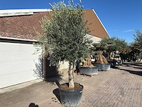 Olijfboom gladde stam - olea europaea - ca. 60 jaar oud - hoogte ca. 290 cm - afbeelding 4 van  10