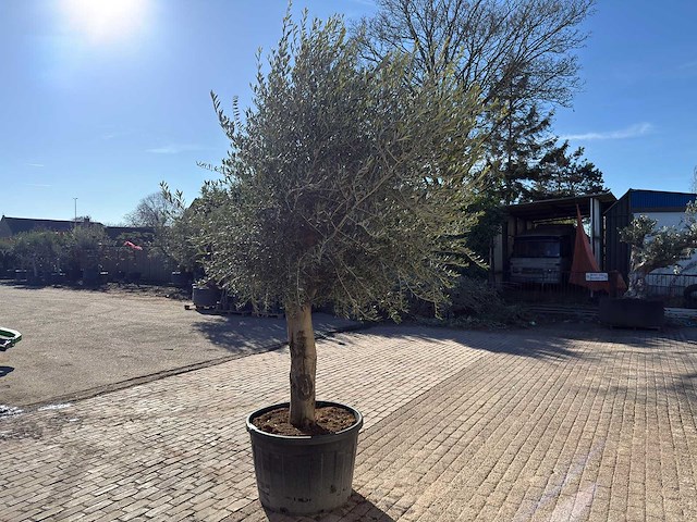 Olijfboom gladde stam - olea europaea - ca. 60 jaar oud - hoogte ca. 290 cm - afbeelding 6 van  10
