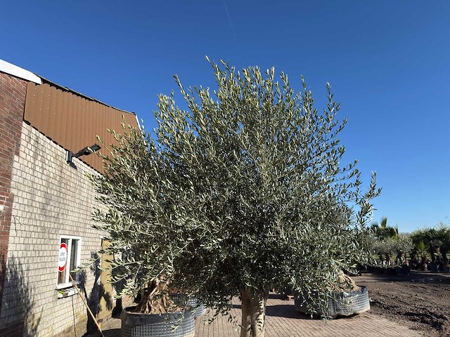 Olijfboom gladde stam - olea europaea - ca. 60 jaar oud - hoogte ca. 290 cm - afbeelding 8 van  10