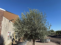 Olijfboom gladde stam - olea europaea - ca. 60 jaar oud - hoogte ca. 290 cm - afbeelding 8 van  10