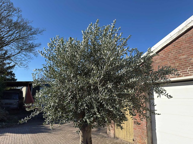 Olijfboom gladde stam - olea europaea - ca. 60 jaar oud - hoogte ca. 290 cm - afbeelding 9 van  10