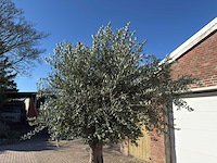 Olijfboom gladde stam - olea europaea - ca. 60 jaar oud - hoogte ca. 290 cm - afbeelding 9 van  10