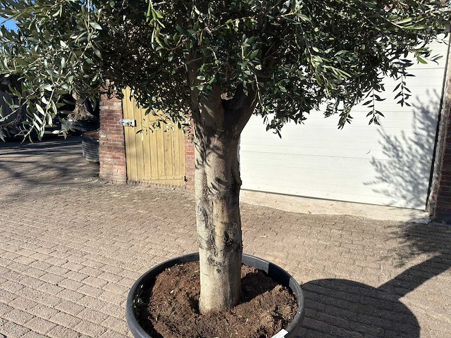 Olijfboom gladde stam - olea europaea - ca. 60 jaar oud - hoogte ca. 290 cm - afbeelding 10 van  10