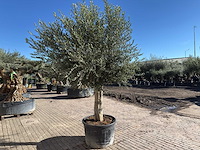 Olijfboom gladde stam - olea europaea - hoogte ca. 260 cm - afbeelding 5 van  10