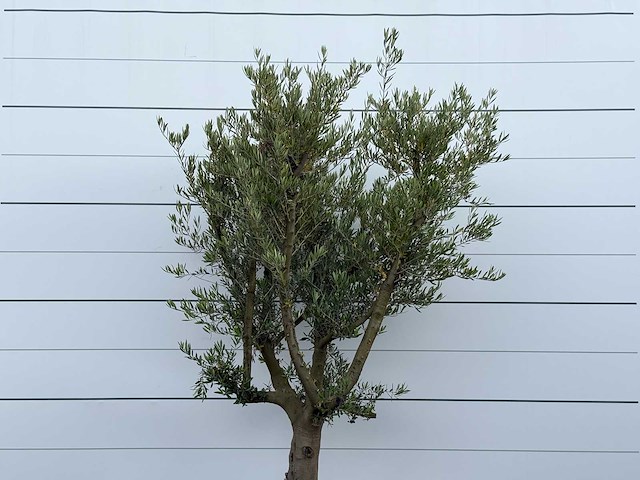 Olijfboom gladde stam vertakt - olea europaea - ca. 40 jaar oud - hoogte ca. 250 cm - afbeelding 4 van  4