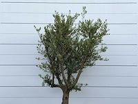 Olijfboom gladde stam vertakt - olea europaea - ca. 40 jaar oud - hoogte ca. 250 cm - afbeelding 4 van  4