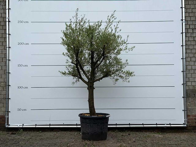 Olijfboom gladde stam vertakt - olea europaea - ca. 40 jaar oud - hoogte ca. 250 cm - afbeelding 1 van  3
