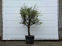 Olijfboom gladde stam vertakt - olea europaea - ca. 40 jaar oud - hoogte ca. 250 cm - afbeelding 1 van  3