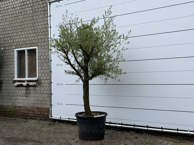 Olijfboom gladde stam vertakt - olea europaea - ca. 40 jaar oud - hoogte ca. 250 cm - afbeelding 2 van  3
