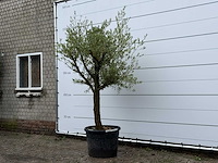 Olijfboom gladde stam vertakt - olea europaea - ca. 40 jaar oud - hoogte ca. 250 cm - afbeelding 2 van  3