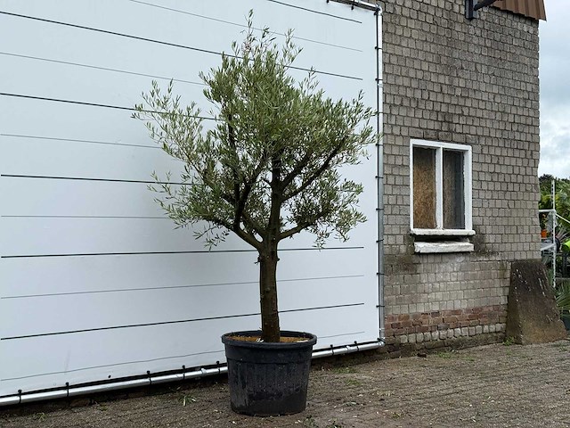 Olijfboom gladde stam vertakt - olea europaea - ca. 40 jaar oud - hoogte ca. 250 cm - afbeelding 3 van  3