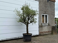 Olijfboom gladde stam vertakt - olea europaea - ca. 40 jaar oud - hoogte ca. 250 cm - afbeelding 3 van  3