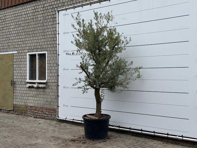 Olijfboom gladde stam vertakt - olea europaea - ca. 40 jaar oud - hoogte ca. 250 cm - afbeelding 1 van  3