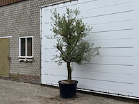 Olijfboom gladde stam vertakt - olea europaea - ca. 40 jaar oud - hoogte ca. 250 cm - afbeelding 1 van  3
