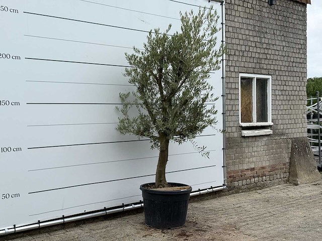 Olijfboom gladde stam vertakt - olea europaea - ca. 40 jaar oud - hoogte ca. 250 cm - afbeelding 2 van  3