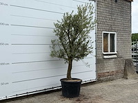 Olijfboom gladde stam vertakt - olea europaea - ca. 40 jaar oud - hoogte ca. 250 cm - afbeelding 2 van  3