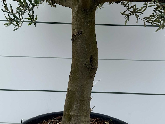 Olijfboom gladde stam vertakt - olea europaea - ca. 40 jaar oud - hoogte ca. 250 cm - afbeelding 3 van  3
