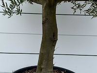 Olijfboom gladde stam vertakt - olea europaea - ca. 40 jaar oud - hoogte ca. 250 cm - afbeelding 3 van  3