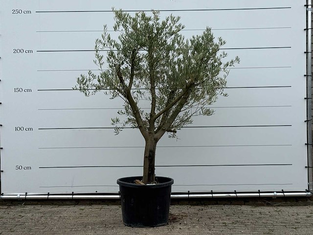 Olijfboom gladde stam vertakt - olea europaea - ca. 40 jaar oud - hoogte ca. 250 cm - afbeelding 1 van  4