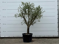 Olijfboom gladde stam vertakt - olea europaea - ca. 40 jaar oud - hoogte ca. 250 cm - afbeelding 1 van  4