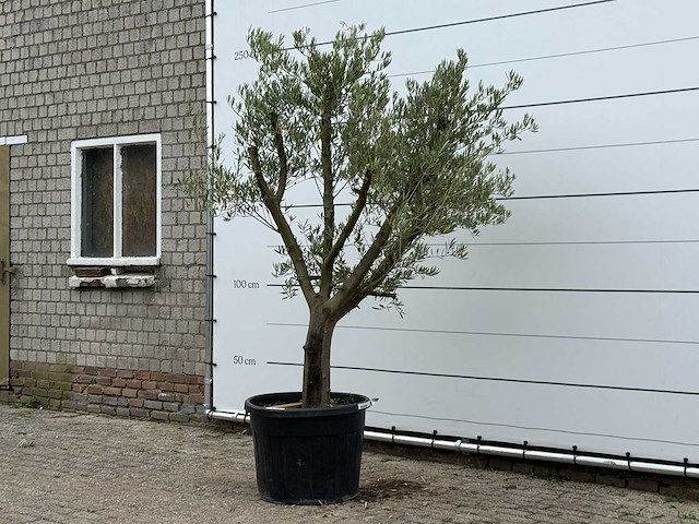 Olijfboom gladde stam vertakt - olea europaea - ca. 40 jaar oud - hoogte ca. 250 cm - afbeelding 2 van  4