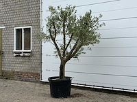 Olijfboom gladde stam vertakt - olea europaea - ca. 40 jaar oud - hoogte ca. 250 cm - afbeelding 2 van  4