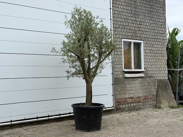 Olijfboom gladde stam vertakt - olea europaea - ca. 40 jaar oud - hoogte ca. 250 cm - afbeelding 3 van  4