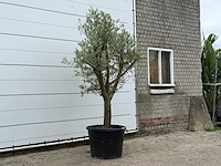 Olijfboom gladde stam vertakt - olea europaea - ca. 40 jaar oud - hoogte ca. 250 cm - afbeelding 3 van  4