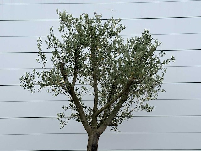 Olijfboom gladde stam vertakt - olea europaea - ca. 40 jaar oud - hoogte ca. 250 cm - afbeelding 4 van  4