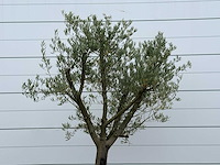 Olijfboom gladde stam vertakt - olea europaea - ca. 40 jaar oud - hoogte ca. 250 cm - afbeelding 4 van  4