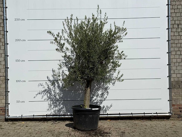 Olijfboom gladde stam vertakt - olea europaea - ca. 40 jaar oud - hoogte ca. 250 cm - afbeelding 1 van  4