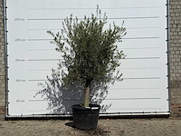 Olijfboom gladde stam vertakt - olea europaea - ca. 40 jaar oud - hoogte ca. 250 cm - afbeelding 1 van  4