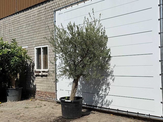 Olijfboom gladde stam vertakt - olea europaea - ca. 40 jaar oud - hoogte ca. 250 cm - afbeelding 2 van  4