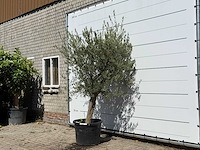 Olijfboom gladde stam vertakt - olea europaea - ca. 40 jaar oud - hoogte ca. 250 cm - afbeelding 2 van  4
