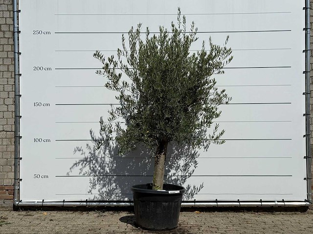 Olijfboom gladde stam vertakt - olea europaea - ca. 40 jaar oud - hoogte ca. 250 cm - afbeelding 3 van  4